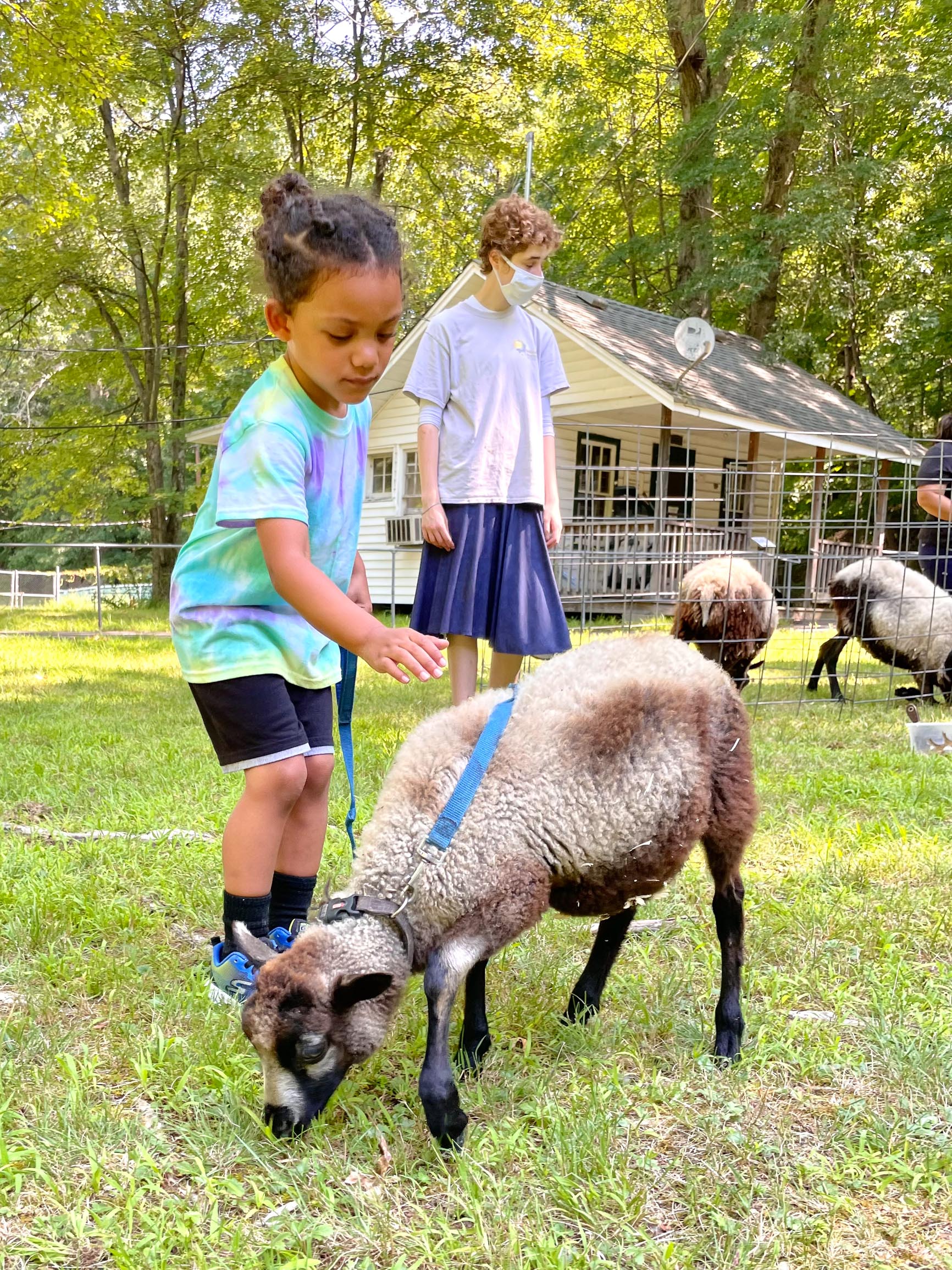 Photo of a young girl about to pet a baby goat while at a petting zoo.